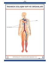 İnsanda Dolaşım Yapı ve Organları