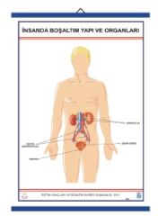 İnsanda Boşaltım Yapı ve Organları