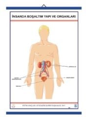 İnsanda Boşaltım Yapı ve Organları