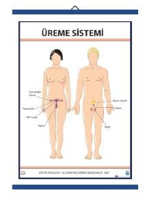 Üreme Sistemi Levhası