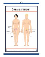 Üreme Sistemi Levhası