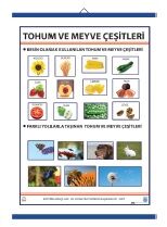 Tohum ve Meyve Çeşitleri Levhası