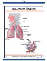 Solunum Sistemi Levhası