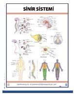 Sinir Sistemi Levhası