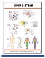 Sinir Sistemi Levhası