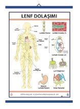 Lenf Dolaşımı Levhası