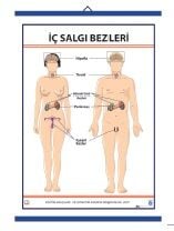 İç Salgı Bezleri Levhası