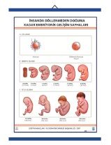 İnsan Gelişimi Levhası
