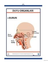 Duyu Organları Levhası Burun