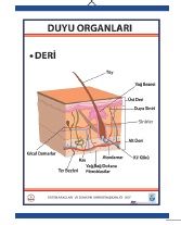 Duyu Organları Levhası Deri
