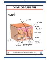 Duyu Organları Levhası Deri