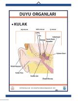 Duyu Organları Levhası Kulak