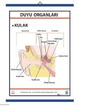 Duyu Organları Levhası Kulak