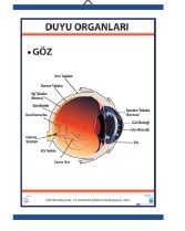 Duyu Organları Levhası Göz