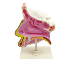 BURUN KESİTİ MODELİ