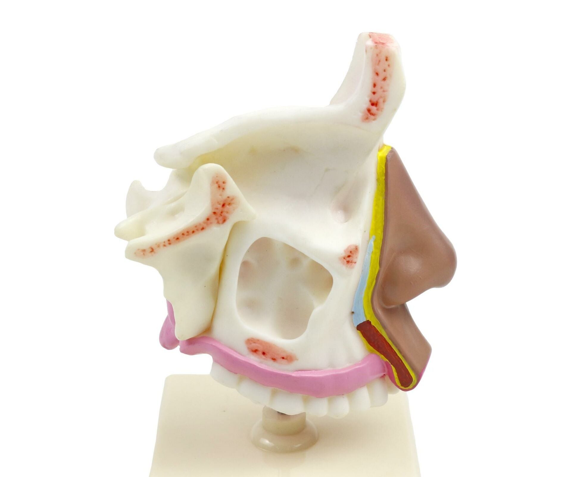 BURUN KESİTİ MODELİ