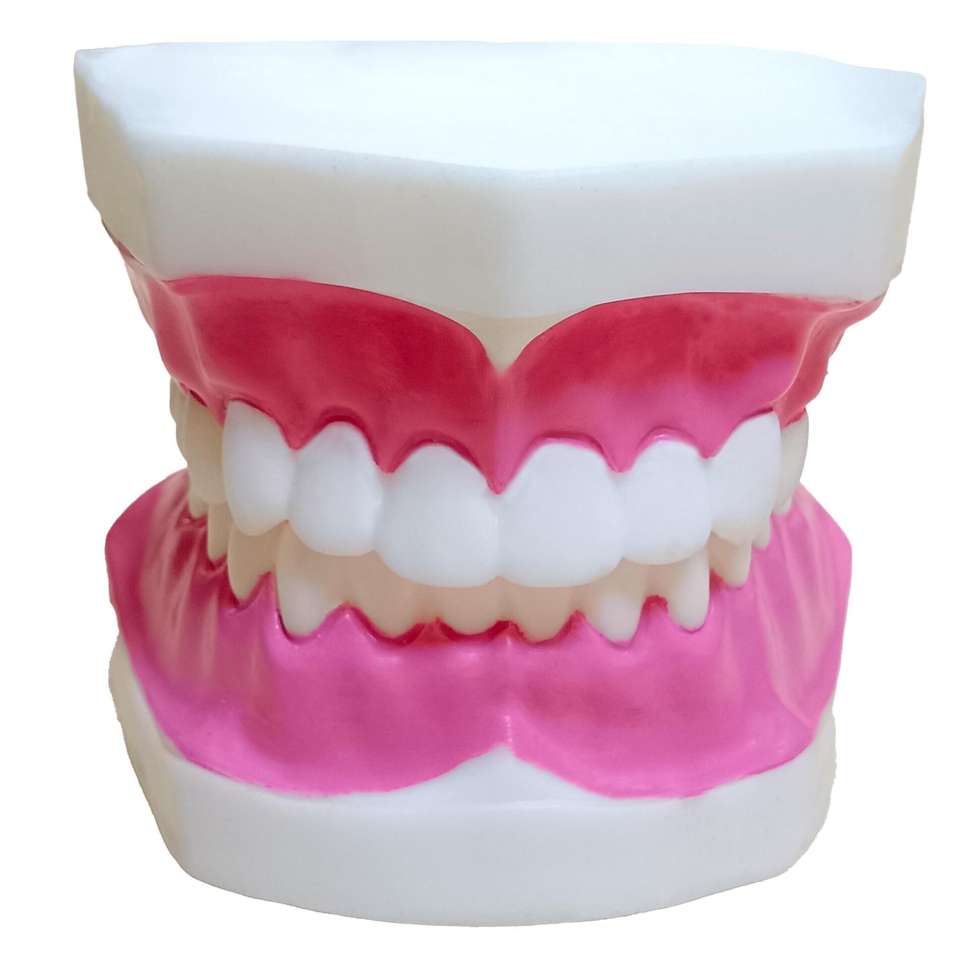 DİŞ MODELİ / KÜÇÜK