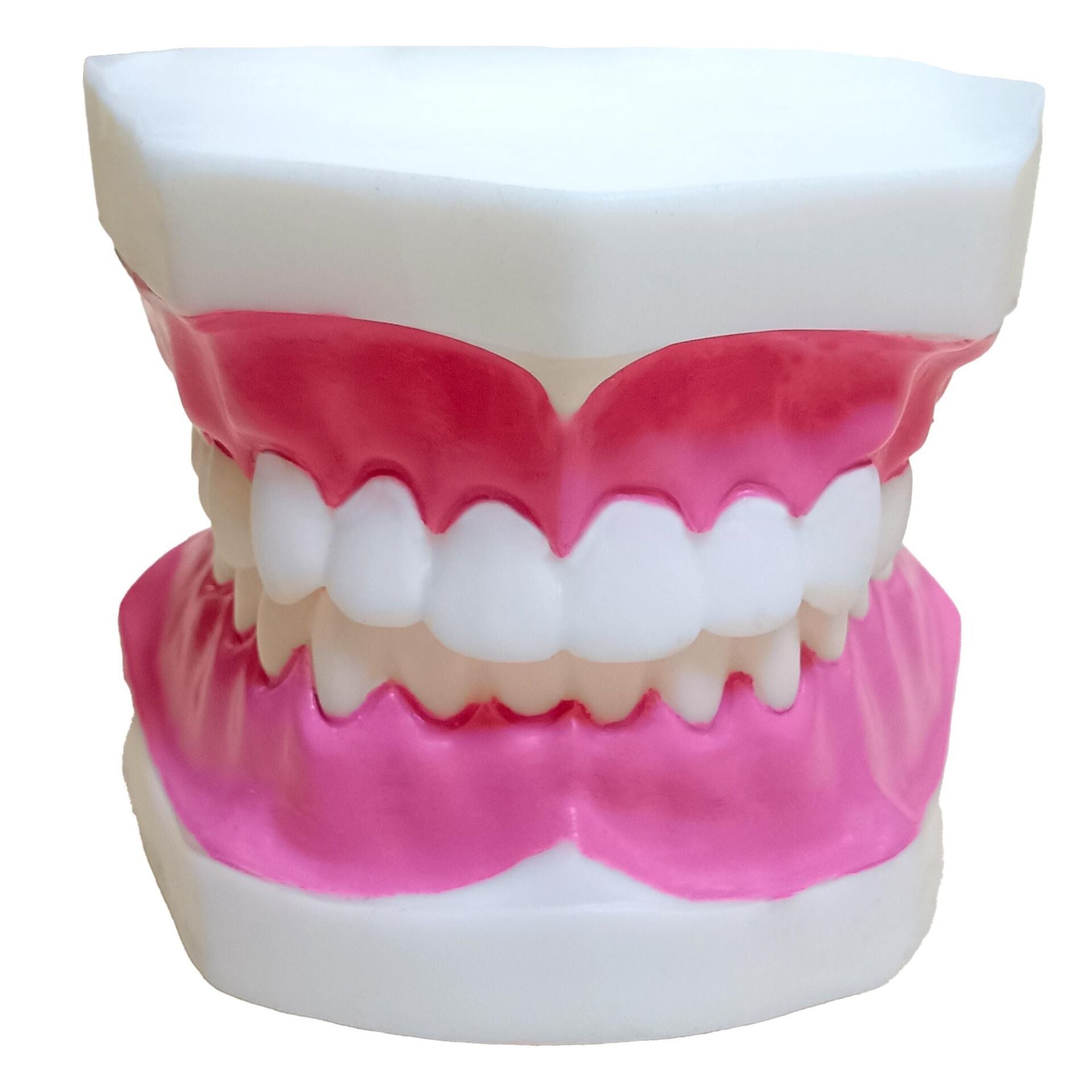 DİŞ MODELİ / KÜÇÜK