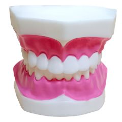 DİŞ MODELİ / KÜÇÜK