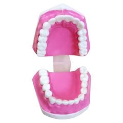 DİŞ MODELİ / KÜÇÜK