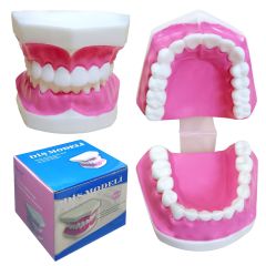 DİŞ MODELİ / KÜÇÜK