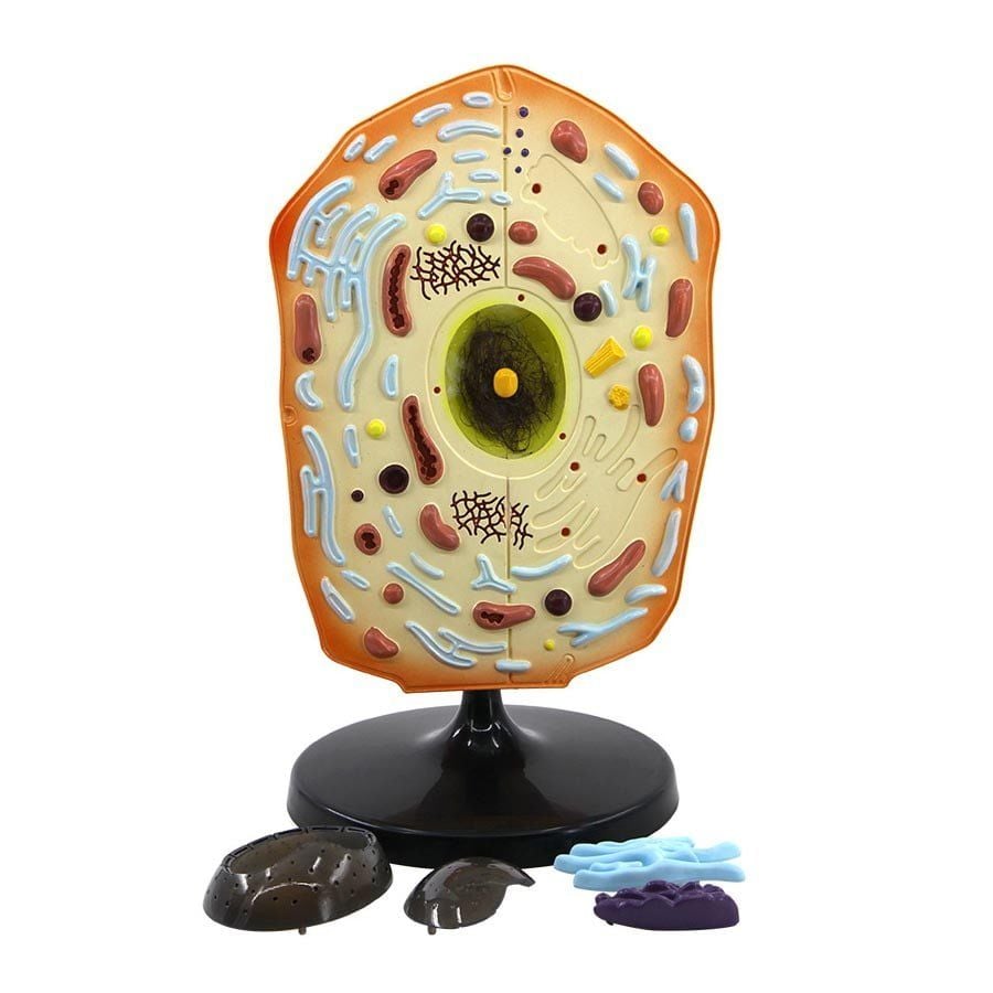 Hayvan  Hücresi Modeli