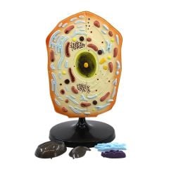 Hayvan Hücresi Modeli