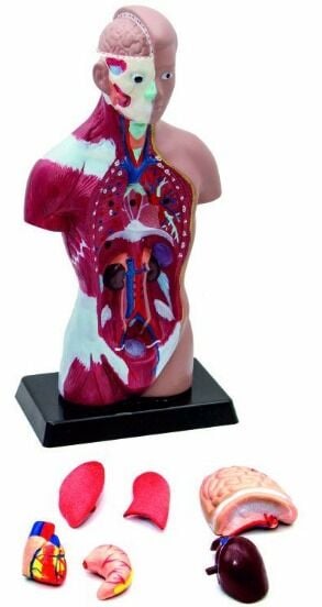 İnsan Vücudu Küçük Boy 27 Cm.