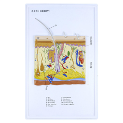 Deri Kesiti Levhası Büyütülmüş