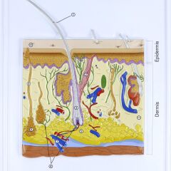 Deri Kesiti Levhası Büyütülmüş