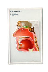 Burun Kesiti Kabartma