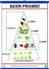 Besin Pramidi