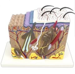 70 Kat Büyütülmüş Deri Modeli