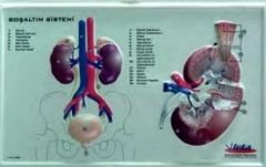 Boşaltım Sistemi Levhası Kabartmalı