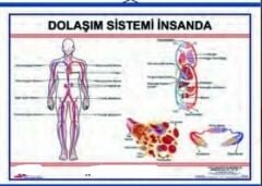 İnsanda Dolaşım Sistemi Levhası