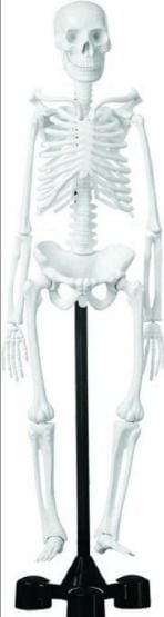 İskelet Modeli 45 Cm.