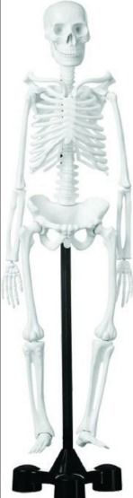 İskelet Modeli 45 Cm.
