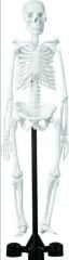 İskelet Modeli 45 Cm.