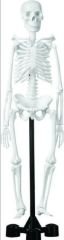 İskelet Modeli 45 Cm.