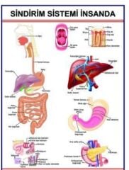 Sindirim Sistemi Levhası İnsanda