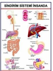 Sindirim Sistemi Levhası Hayvanda