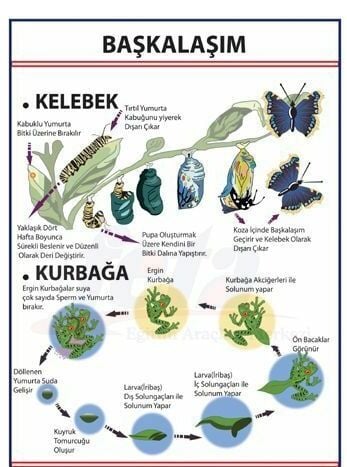 Başkalaşım Levhası