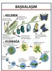 Başkalaşım Levhası