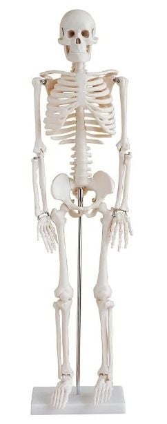 İskelet Modeli 85 cm