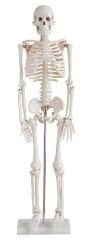 İskelet Modeli 85 cm