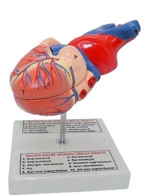 Kalp Modeli Küçük Boy