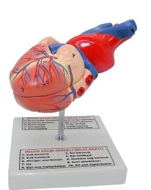 Kalp Modeli Küçük Boy