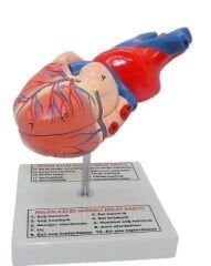 Kalp Modeli Küçük Boy