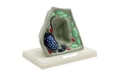 Küçük Bitki Hücresi Modeli