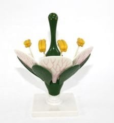 Çiçek Kesiti Modeli